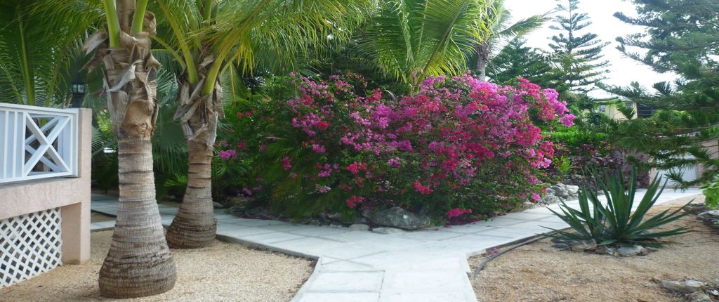 Sidewalk in the garden of Villa Tropica with bougainvillea